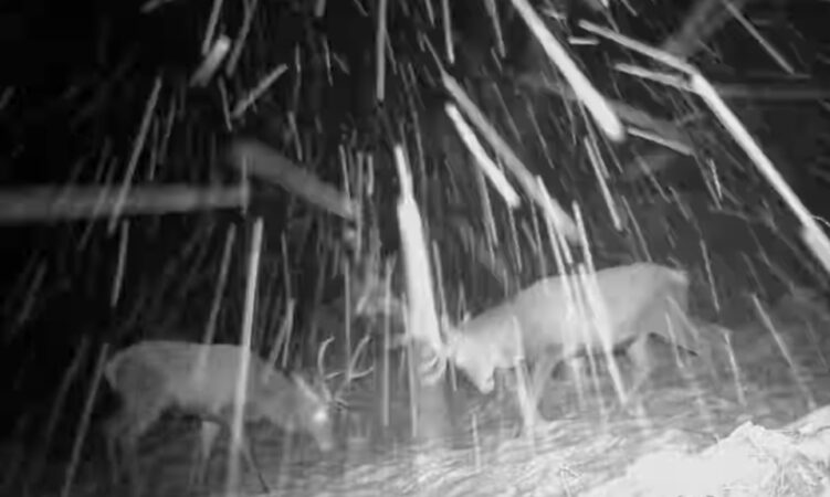 Spectacol al naturii în Parcul Natural Bucegi: Cerbi tineri surprinși în luptă prin zăpadă! Spectacol al naturii în Parcul Natural Bucegi, două exemplare de cerbi tineri au fost surprinse în mijlocul iernii, măsurându-și forțele în noul strat de zăpadă așezat în Parcul Natural Bucegi. Imaginile înregistrate de camera de monitorizare a faunei arată comportamentele fascinante ale acestor animale, caracteristice sezonului rece.