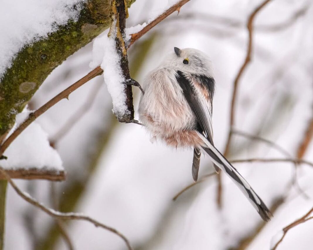Dragobetele, sărbătoarea iubirii și a primăverii, celebrată pe 24 februarie în România