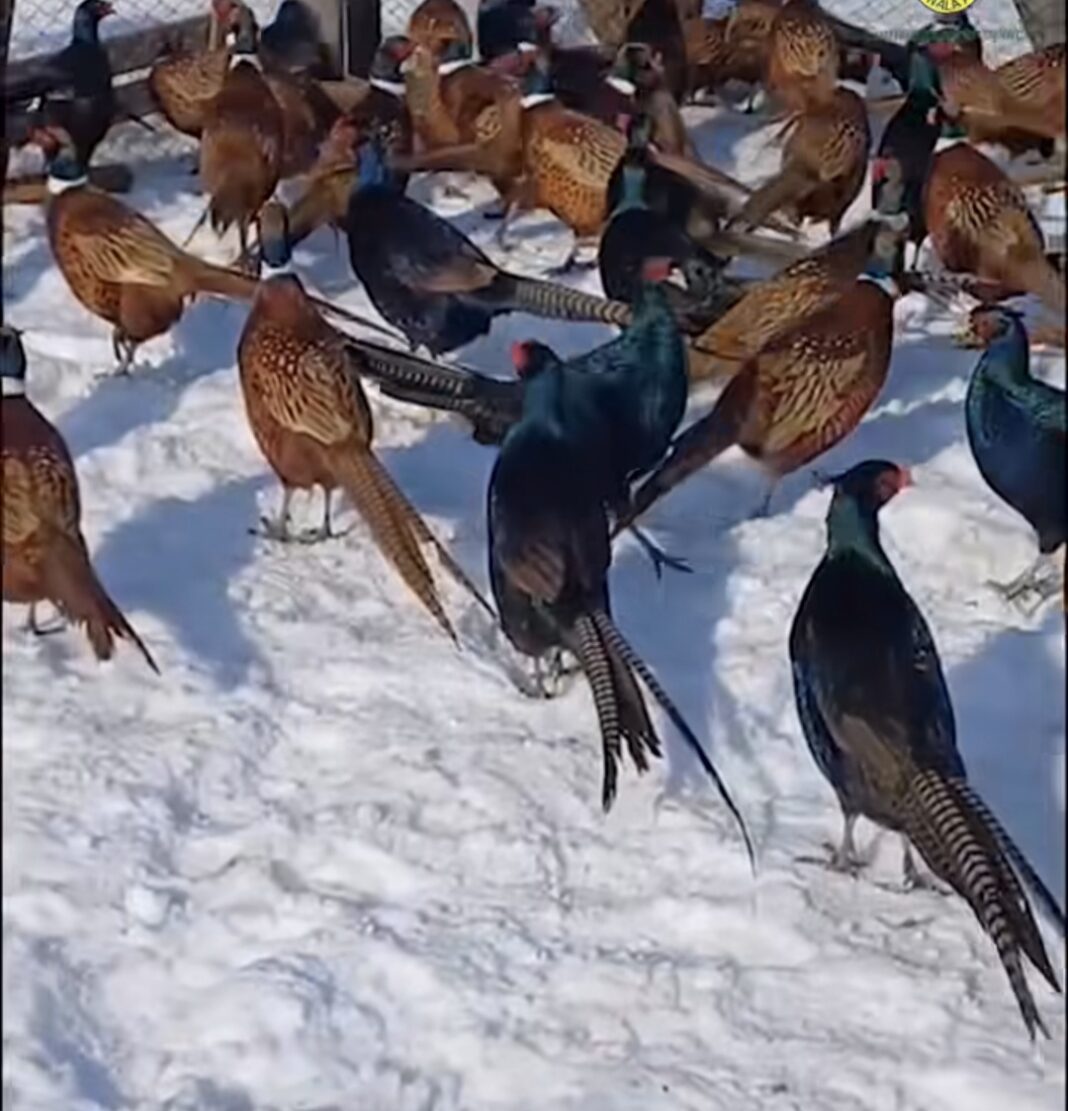 Peisaje de vis la Fazaneria Ghimpați, situată în cadrul Ocolului Silvic Ghimpați din Direcția Silvică Giurgi.