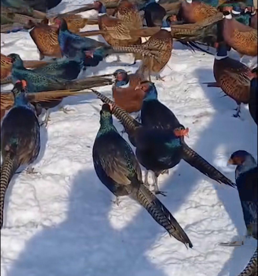 Peisaje de vis la Fazaneria Ghimpați, situată în cadrul Ocolului Silvic Ghimpați din Direcția Silvică Giurgi.