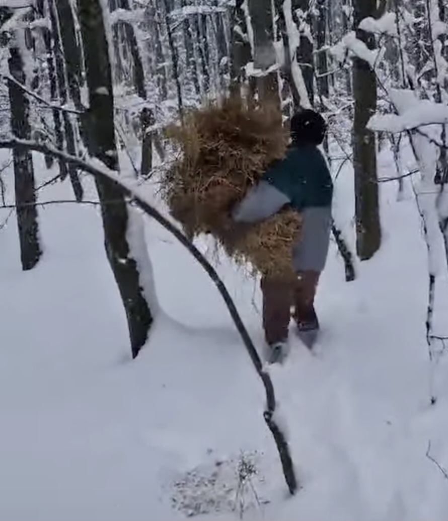 În plină iarnă, grijă pentru fauna sălbatică: Hrănitori alimentate zi de zi.