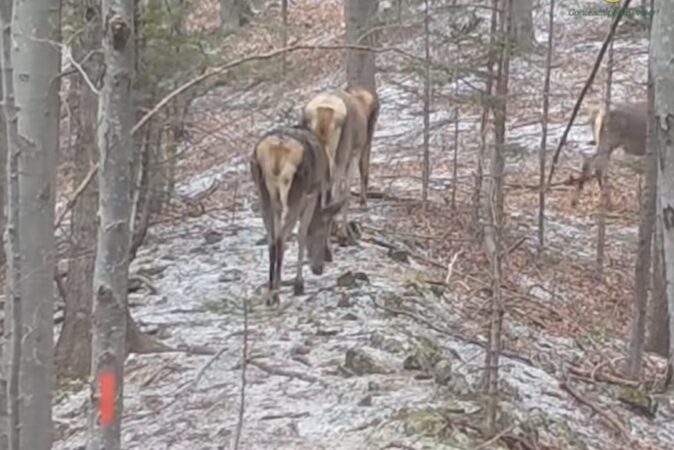 Iarnă sălbatică în Parcul Natural Putna-Vrancea: Un tărâm de frumusețe rară Iarna sălbatică în Parcul Natural Putna-Vrancea devine un loc de poveste, unde natura își arată întreaga forță. Un cârd de ciute și un cerb