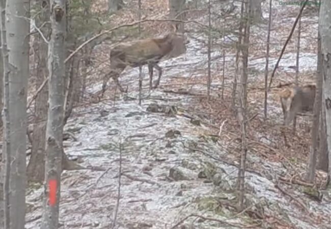 Iarna sălbatică în Parcul Natural Putna-Vrancea devine un loc de poveste, unde natura își arată întreaga forță. Un cârd de ciute și un cerb