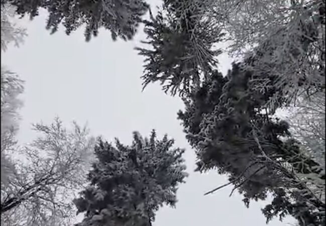Iarna și gerul, un spectacol feeric în pădurile noastre Iarna și gerul, un spectacol feeric în pădurile n din Dărmănești, administrate de Ocolul Silvic Dărmănești din cadrul Direcției Silvice Bacău