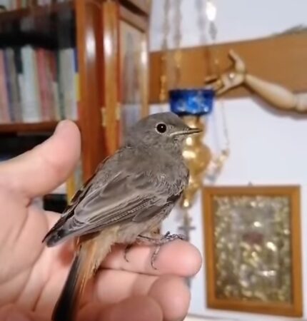 Imaginile zilei: Oaspete neașteptat la Mănăstirea Piatra Tăieturii, miracolul iernii într-o clipeală Imaginile zilei, într-o zi de iarnă, când vântul aspru al crivățului se împletește cu fulgii de zăpadă, la Mănăstirea Piatra Tăieturii a avut loc