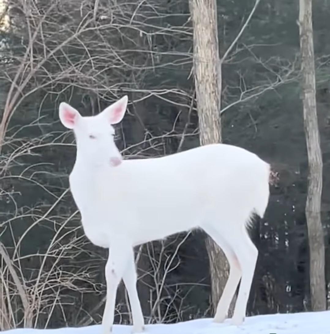 O apariție neașteptată a captat atenția trecătorilor: o căprioară complet albă, o creatură aproape ireală, care părea desprinsă dintr-o poveste de iarnă.