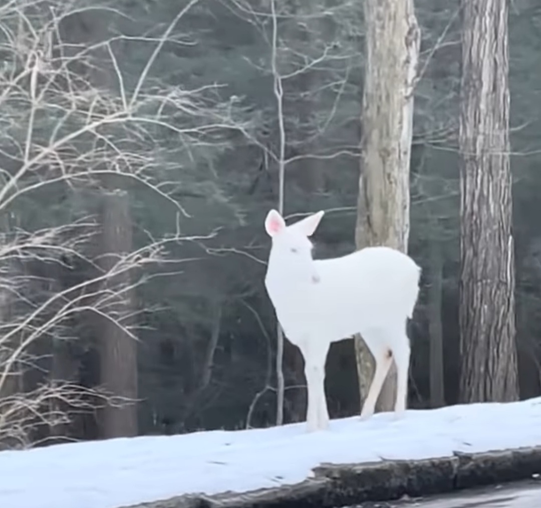 O apariție neașteptată a captat atenția trecătorilor: o căprioară complet albă, o creatură aproape ireală, care părea desprinsă dintr-o poveste de iarnă.