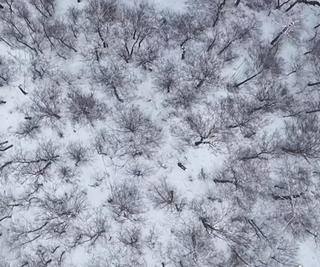 Imagini spectaculoase, iarna a transformat Parcul Național Cozia într-un tărâm de basm, iar o filmare aeriană realizată a surprins frumusețea pădurilor acoperite de zăpadă.