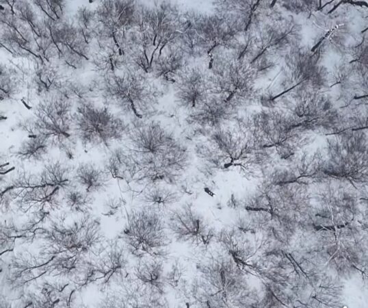 Imagini spectaculoase din Parcul Național Cozia Imagini spectaculoase, iarna a transformat Parcul Național Cozia într-un tărâm de basm, iar o filmare aeriană realizată a surprins frumusețea pădurilor acoperite de zăpadă.