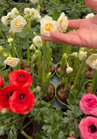 Parfum de primăvară în plină iarnă. În inima naturii, unde florile se simt acasă, primăvara nu pleacă niciodată. La Ocolul Silvic Gîrcina, pasiunea pentru flori este un legământ 