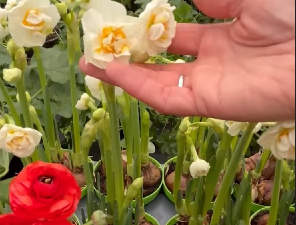 Parfum de primăvară în plină iarnă. În inima naturii, unde florile se simt acasă, primăvara nu pleacă niciodată. La Ocolul Silvic Gîrcina