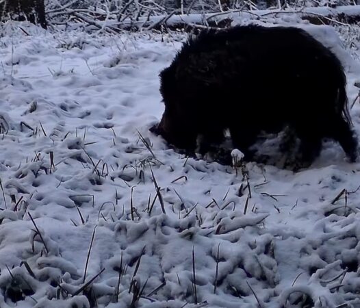 Un mistreț se răsfață la „spa” în Parcul Național Retezat Un mistreț la "spa", un moment haotic și totuși adorabil a fost surprins recent în Parcul Național Retezat, când un mistreț a fost filmat relaxându-se într-un mic „spa”
