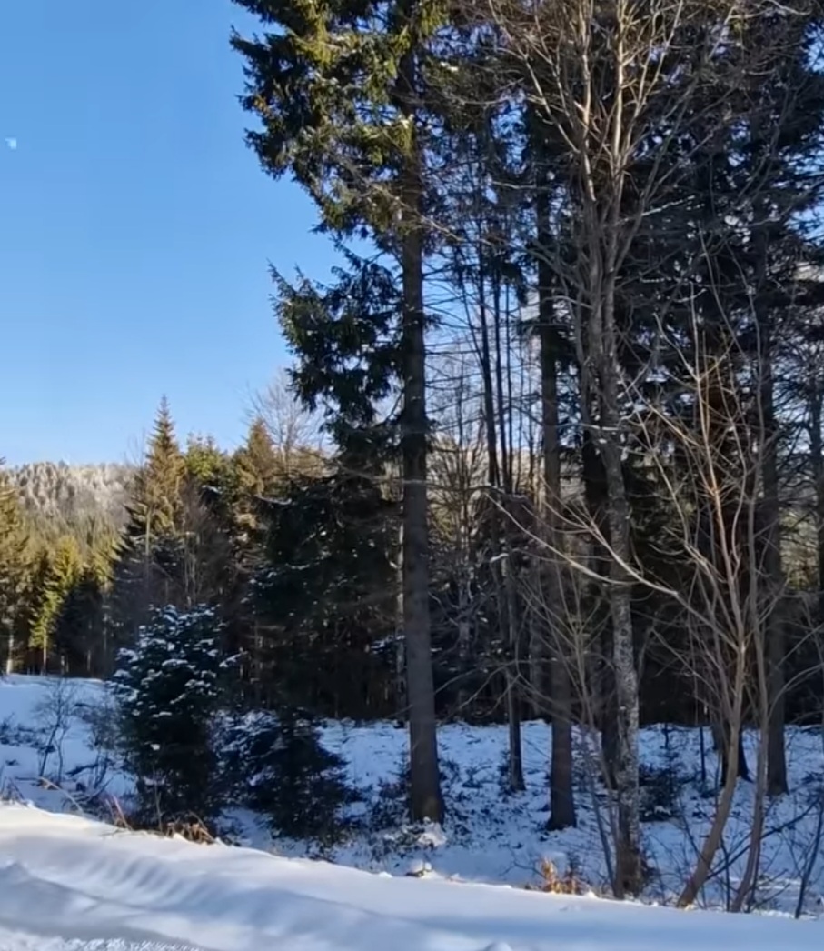 Peisaje de basm în inima pădurilor din Ocolul Silvic Vintilă Vodă, drumurile forestiere Purcelu-Mărtinu și Casele Bisocii sunt gata să facă față oricăror provocări, chiar și în mijlocul iernii.