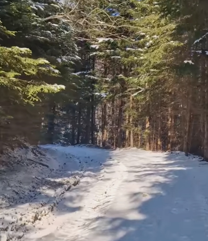 Peisaje de basm în inima pădurilor din Ocolul Silvic Vintilă Vodă, drumurile forestiere Purcelu-Mărtinu și Casele Bisocii sunt gata să facă față oricăror provocări, chiar și în mijlocul iernii.