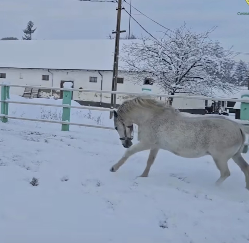 Zăpada devine teren de joacă pentru caii Lipițani de la Herghelia Sâmbăta de Jos, iarna nu este doar pentru copii.