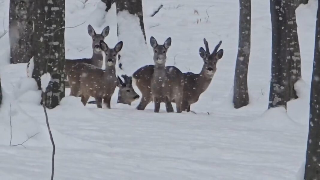 IMAGINILE ZILEI, basmul de iarnă din pădurile județului Dâmbovița, în inima pădurilor de pe Valea Dâmbovița, o magie a iernii s-a așternut, aducând cu sine un spectacol natural rar. 