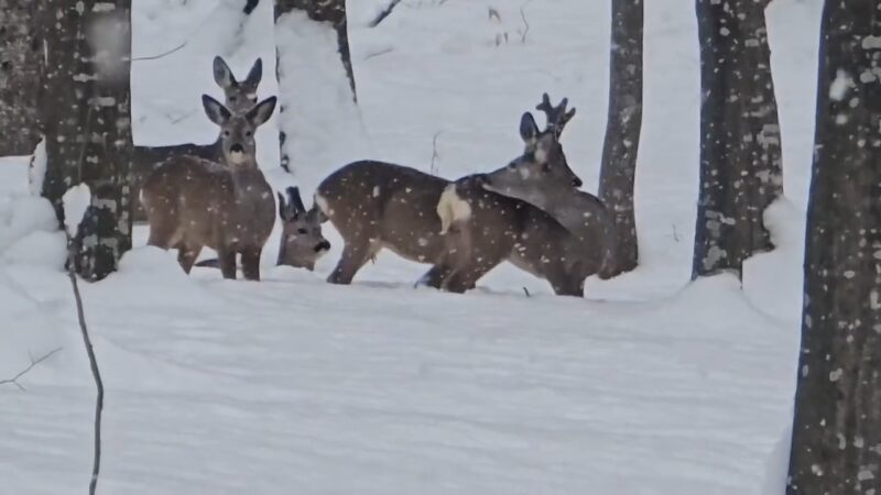 IMAGINILE ZILEI, basmul de iarnă din pădurile județului Dâmbovița, în inima pădurilor de pe Valea Dâmbovița, o magie a iernii s-a așternut, aducând cu sine un spectacol natural rar. 