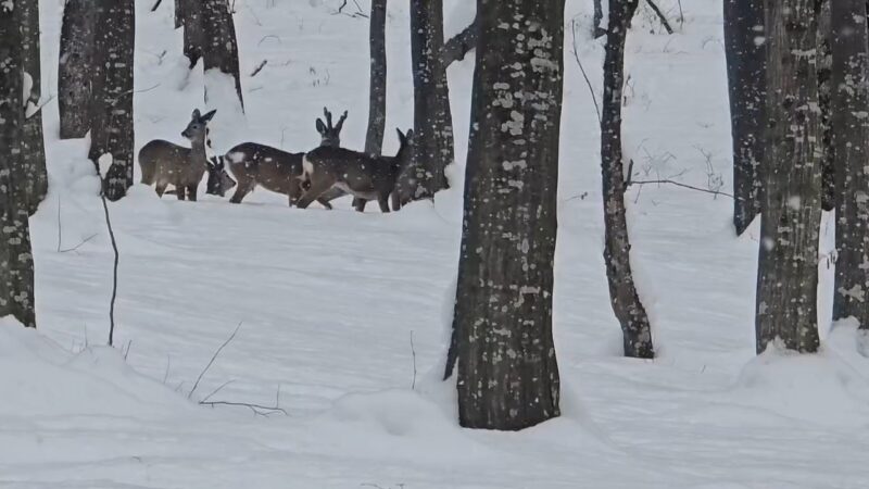 IMAGINILE ZILEI, basmul de iarnă din pădurile județului Dâmbovița, în inima pădurilor de pe Valea Dâmbovița, o magie a iernii s-a așternut, aducând cu sine un spectacol natural rar. 