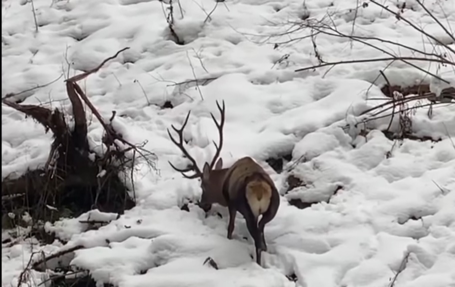 Iarna și-a făcut simțită prezența în pădurile din România, acoperind cu un strat gros de zăpadă drumurile și pajiștile din zonele montane.