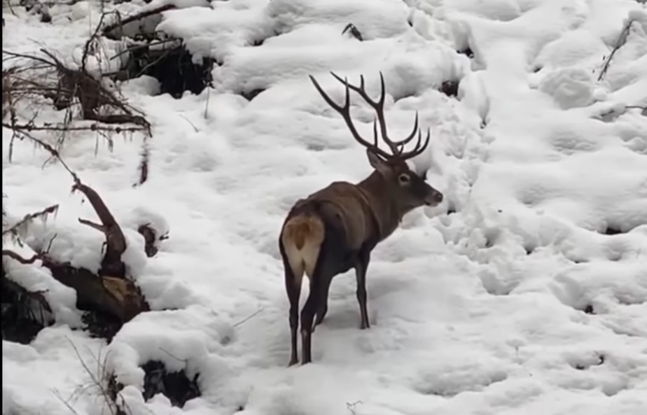 Iarna și-a făcut simțită prezența în pădurile din România, acoperind cu un strat gros de zăpadă drumurile și pajiștile din zonele montane.