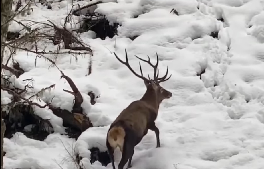 Iarna și-a făcut simțită prezența în pădurile din România, acoperind cu un strat gros de zăpadă drumurile și pajiștile din zonele montane.