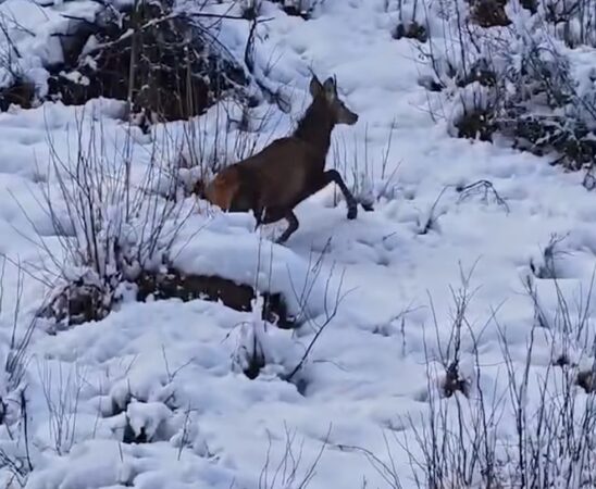 Întâlnire surprinzătoare cu un cerb tânăr în pădurile din România Întâlnire surprinzătoare, un cerb tânăr a fost observat recent în fondul forestier administrat de Direcția Silvică Suceava, oferind o imagine spectaculoasă a faunei din această regiune.