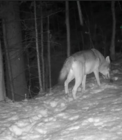 Fauna sălbatică a Parcului Natural Bucegi, surprinsă într-un peisaj de iarnă Fauna sălbatică, în liniștea unei nopți de iarnă, camera de monitorizare instalată pe o potecă din pădurile Parcului Natural Bucegi