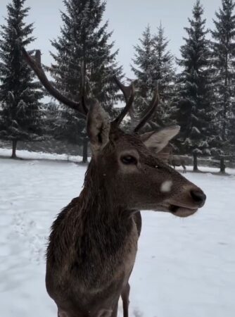 Iarna a revenit în Bucovina, ținutul unde tradițiile și istoria se împletesc cu frumusețea naturii, a fost acoperită din nou de un strat proaspăt de zăpadă