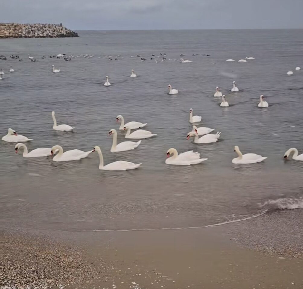 Iarnă pe litoralul românesc, Eforie Sud, 18 februarie 2025, în această dimineață de iarnă, litoralul românesc își arată frumusețea în toată splendoarea sa.