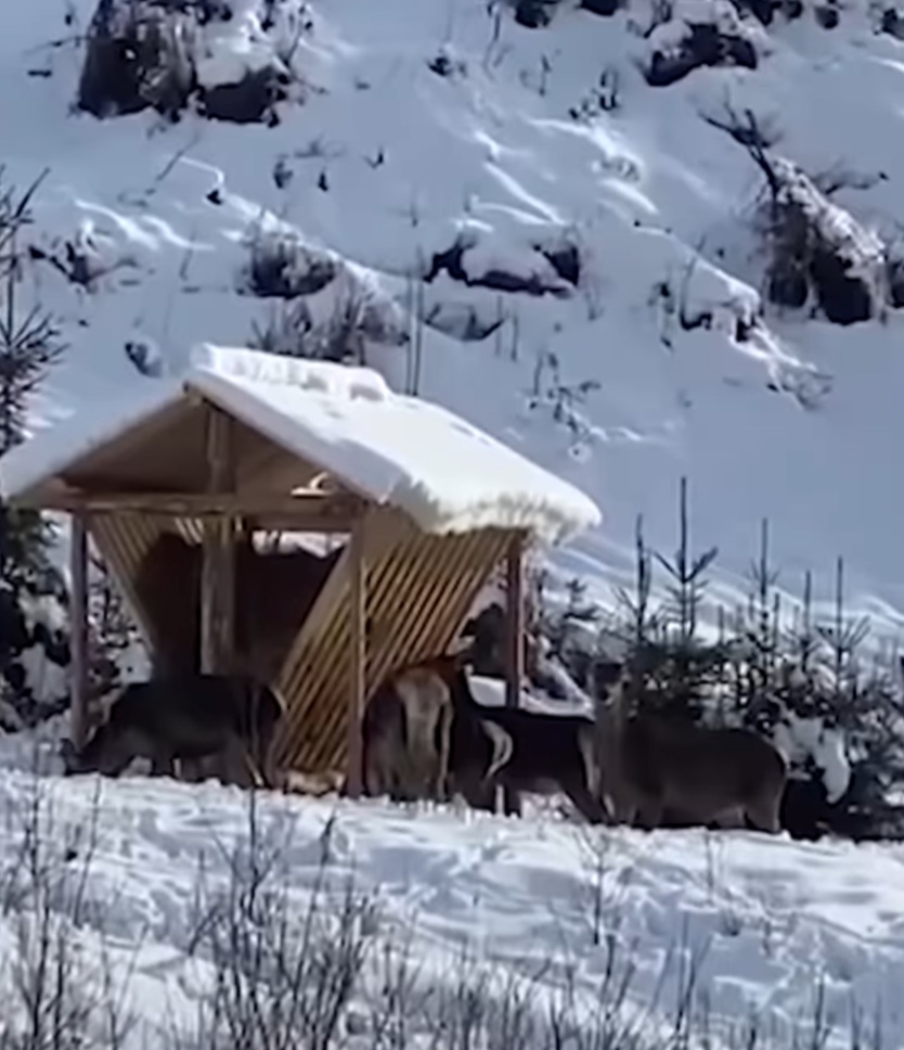 Grijă pentru matră,în inima pădurilor din România, acolo unde iarna își lasă amprenta rece și dură asupra naturii