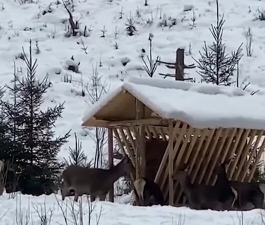 Grijă pentru natură și sprijin pentru viața sălbatică în plină iarnă Grijă pentru matră,în inima pădurilor din România, acolo unde iarna își lasă amprenta rece și dură asupra naturii