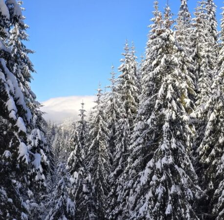 Iarna în România un adevărat spectacol al naturii, transformând pădurile și munții noștri în locuri de o frumusețe rară. Cu vârfurile Carpaților acoperite de zăpadă proaspătă, pădurile de conifere și peisajele montane de poveste, România se prezintă în toată splendoarea sa în această perioadă a anului.