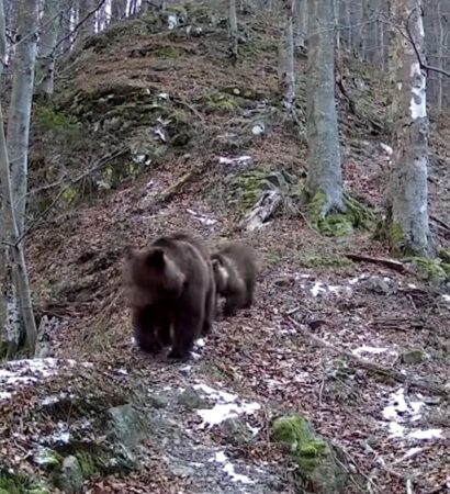 Nu ratați povestea „Patrula blănoșilor”: Ursulețul junior incepe școala de navigație forestieră Nu ratați povestea " Patrula blănoșilor" : Ursulețul junior incepe școala de navigație forestieră.