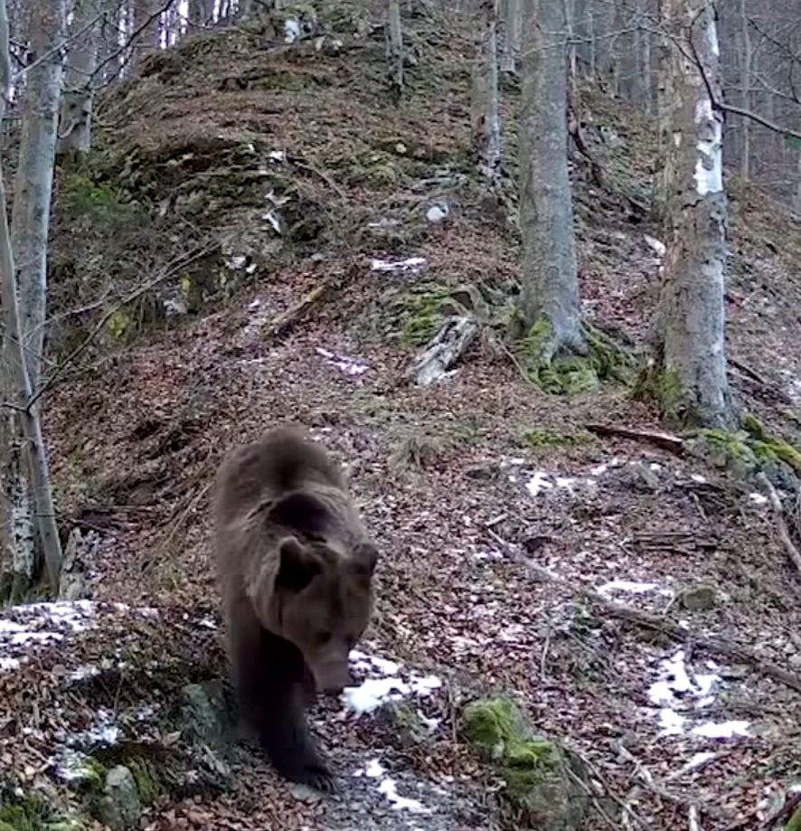 Nu ratați povestea " Patrula blănoșilor" : Ursulețul junior incepe școala de navigație forestieră.