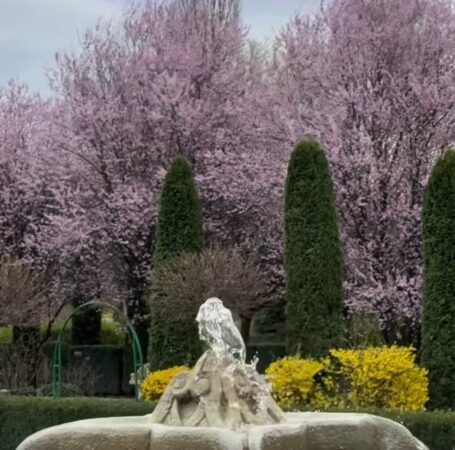 O poveste de neuitat: I Giardini di Zoe se transformă într-un paradis roz O poveste de neuitat: I Giardini di Zoe se transformă într-un paradis roz. I Giardini di Zoe din Hunedoara prinde viață într-un mod cu totul special. Corcodușii ornamentali (Prunus Nigra) au înflorit și,