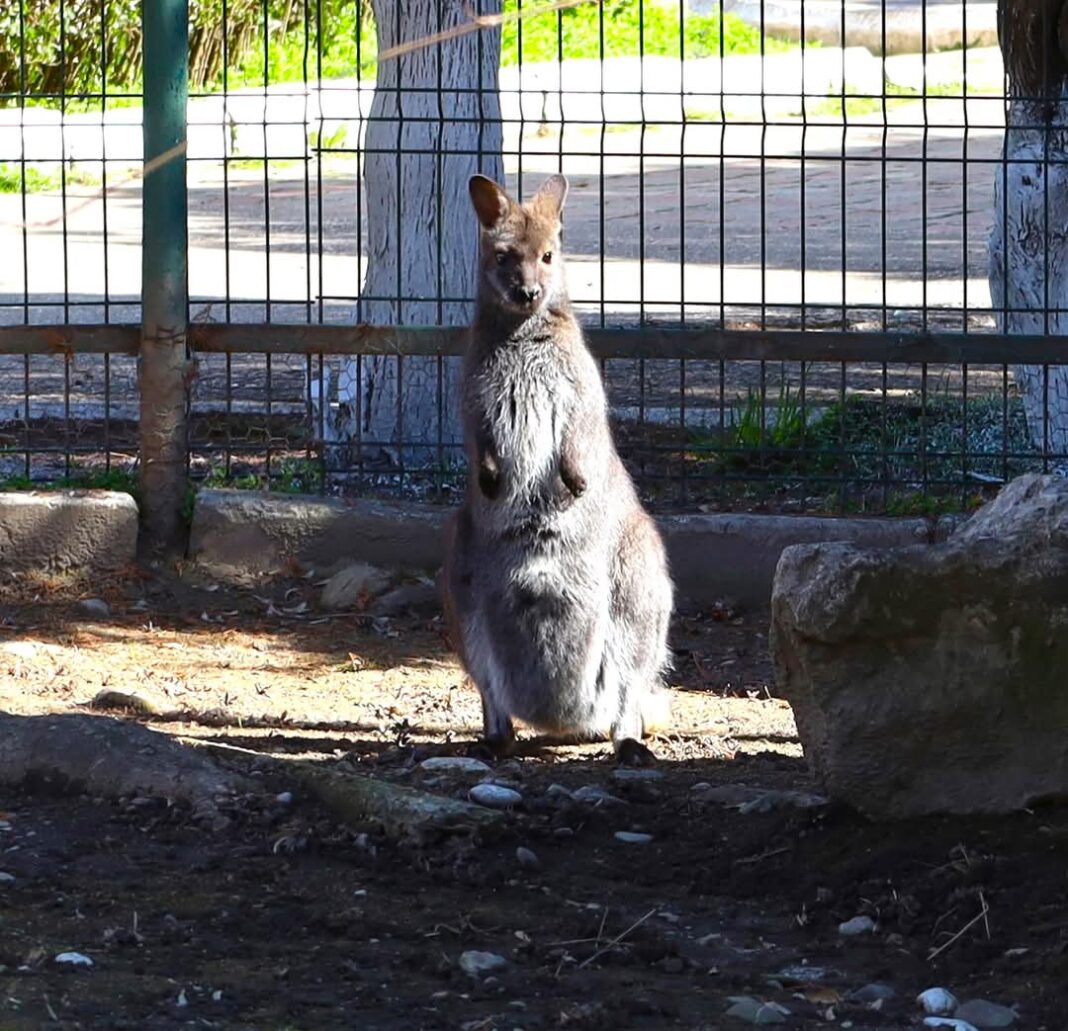 La Grădina Zoo din Târgoviște vizitatorii au ocazia rară de a învăța despre fascinanta lume a animalelor,
