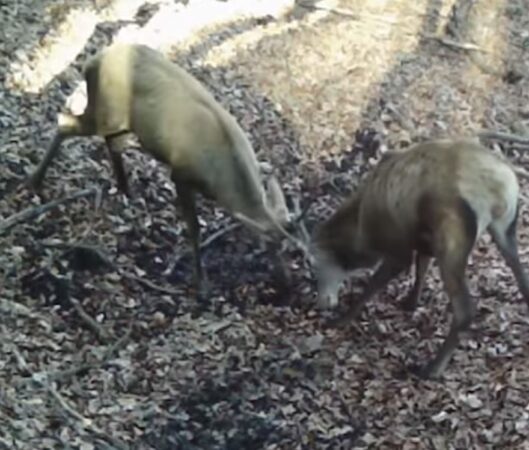 Un spectacol al naturii în Parcul Natural Grădiștea Muncelului-Cioclovina! În Parcul Natural Grădiștea Muncelului-Cioclovina, administrat de Romsilva, s-a petrecut un moment fascinant din viața sălbatică: doi cerbi tineri s-au întâlnit într-o „harjoneală” plină de energie