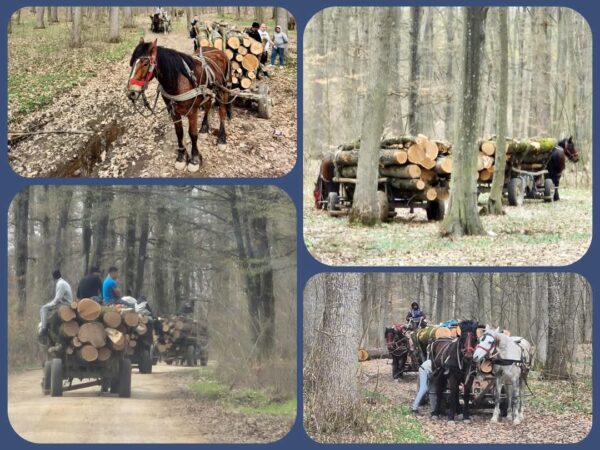 Jandarmii dâmbovițeni protejează pădurile: Acțiune reușită în combaterea tăierilor ilegale de arbori Jandarmii dâmbovițeni au desfășurat o acțiune de amploare în zona pădurilor din localitatea Bucșani, având ca scop prevenirea și combaterea delictelor silvice. Eforturile lor au dus la depistarea