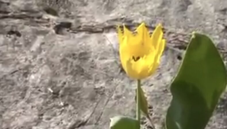 Laleaua galbenă de Cazane, sau Laleaua Bănățeană, este o specie rară și deosebită, care înfrumusețează versanții abrupți ai Ciucarului Mare din județul Caraș-Severin, la marginea Cazanelor Mari ale Dunării