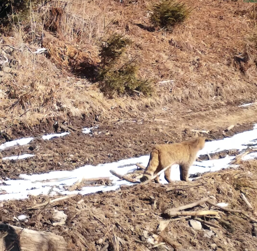 Eleganță și mister în mijlocul pădurii.O pisică sălbatică, o adevărată maestră a discreției și eleganței, a fost surprinsă recent de camerele de monitorizare din Parcul Natural Apuseni. Acesta, un loc în care natura trăiește în toată splendoarea sa, a fost martorul unui spectacol rar: o pisică sălbatică pășind cu atenție printre frunzele umede, în căutarea unei noi aventuri nocturne.