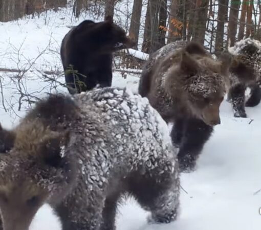 Patrula Blănoșilor: O ursoaică și cei trei pui ai săi, surprinși în Parcul Natural Putna – Vrancea Patrula Blănoșilor: O ursoaică și cei trei pui ai săi, surprinși în Parcul Natural Putna - Vrancea, imagini foarte rare realizate cu ajutorul unei camere de monitorizare a faunei.