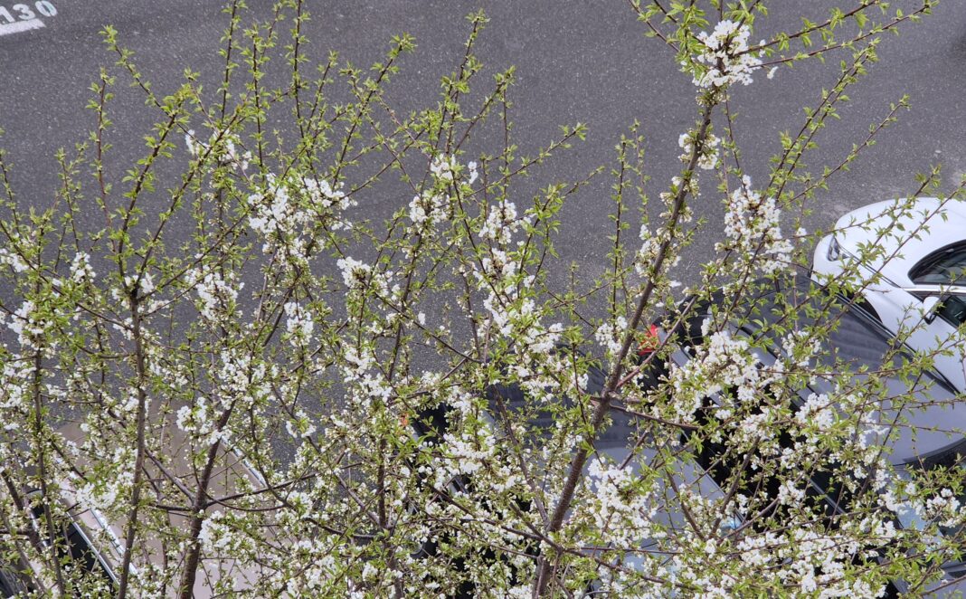 Prognoza meteo pentru astăzi, 31 martie 2025, vremea va fi răcoroasă, cu o ușoară încălzire în estul țării. În restul regiunilor, temperaturile