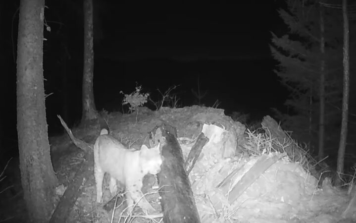 Imagini inedite: Râsul, carnivorul misterios al pădurii.