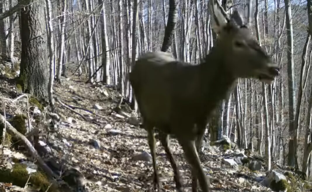 Un spectacol al naturii, un cârd de ciute surprins în habitatul lor natural! Într-o filmare impresionantă realizată de specialiștii parcului, un grup de ciute a fost surprins în plină acțiune,
