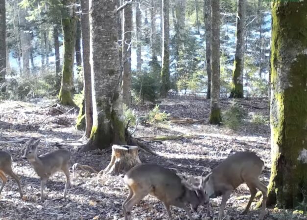 Un moment deosebit și plin de farmec în Parcul Natural Apuseni: Căpriori se hârjonesc în pădure Un moment deosebit și plin de farmec a fost surprins în Pădurile din Parcul Natural Apuseni, unde doi căpriori se hârjoneau cu multă energie,