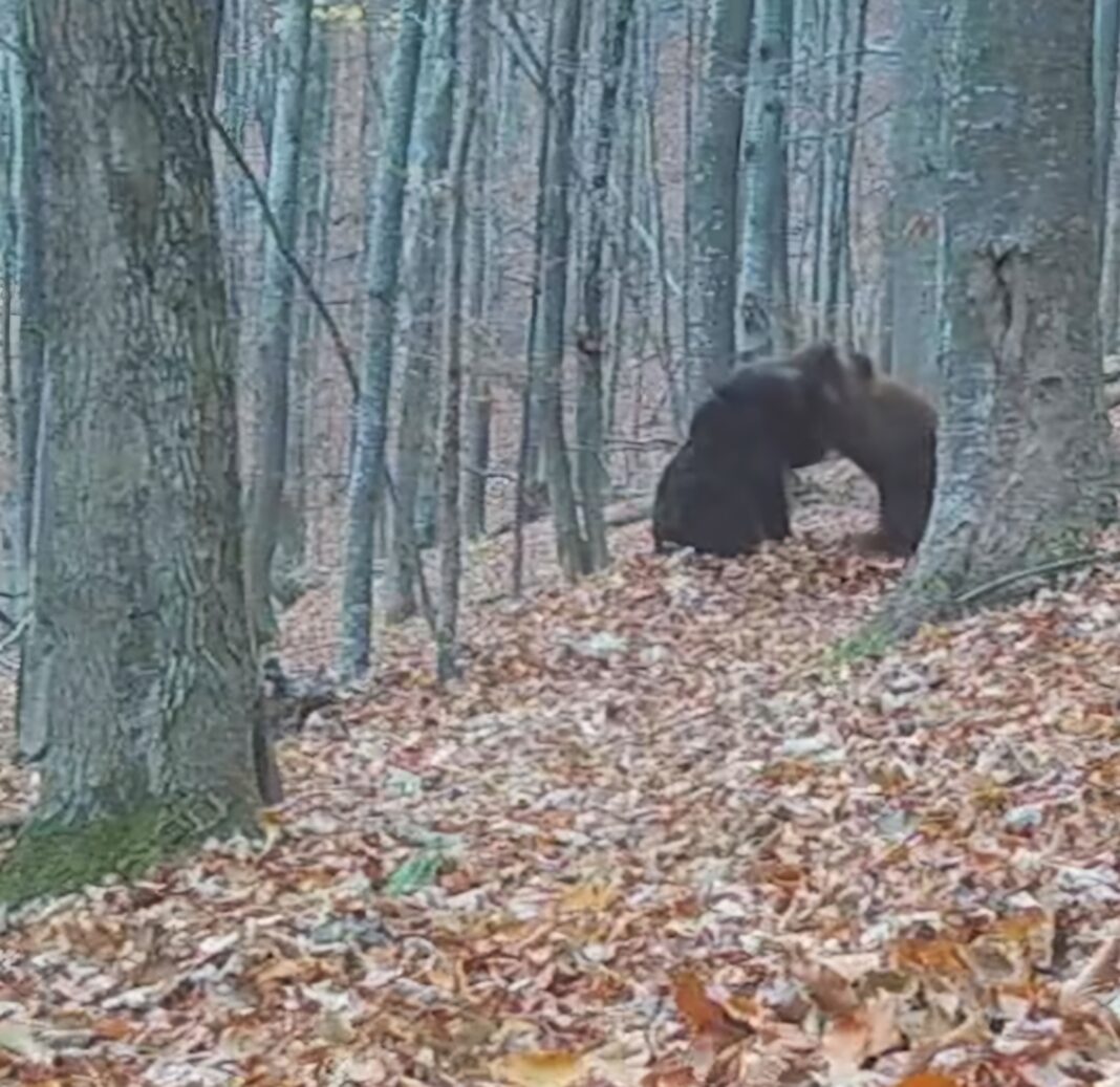 Doi urși tineri și plini de energie au fost surprinși într-un moment amuzant de joacă într-o pădure din Parcul Natural Putna -Vrancea! Cei doi urși s-au testat reciproc, demonstrându-și forțele într-o competiție prietenoasă