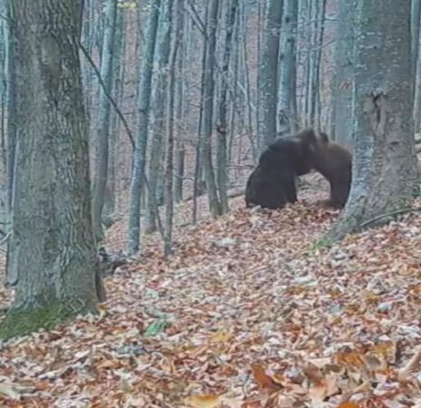 Doi urși tineri și plini de energie au fost surprinși într-un moment amuzant de joacă într-o pădure din Putna Doi urși tineri și plini de energie au fost surprinși într-un moment amuzant de joacă într-o pădure din Parcul Natural Putna -Vrancea! Cei doi urși s-au testat reciproc, demonstrându-și forțele într-o competiție prietenoasă