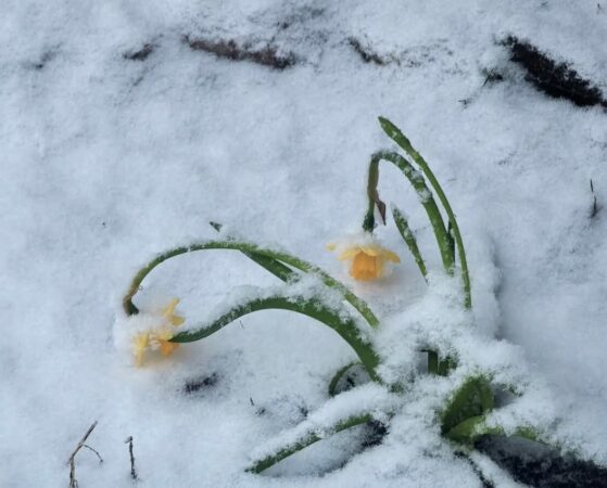 Începând cu 17 martie, ora 10, și până pe 20 martie, ora 10, județul Dâmbovița se află sub o informare meteorologică ce vizează o serie de fenomene extreme pentru această perioadă a anului.