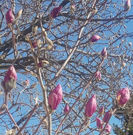 Temperaturile ridicate din aceste zile au adus o surpriză frumoasă: magnoliile din parcuri și grădini au început să înflorească, primăvara își face simțită prezența în București