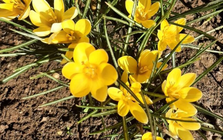 Anomalii termice: Temperaturi neobișnuite pentru această perioadă a anului Anomalii termice: Temperaturi neobișnuite pentru această perioadă a anului, temperaturi mult mai ridicate